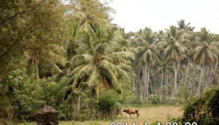 පොල් වතු අක්කරයක් රුපියල් ලක්ෂ 40 සිට ඉහලට.