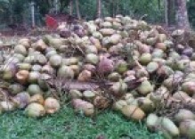 Wanted – 01-50 acres Coconut lands in Kurunegala, Gampaha & Puttlam areas.