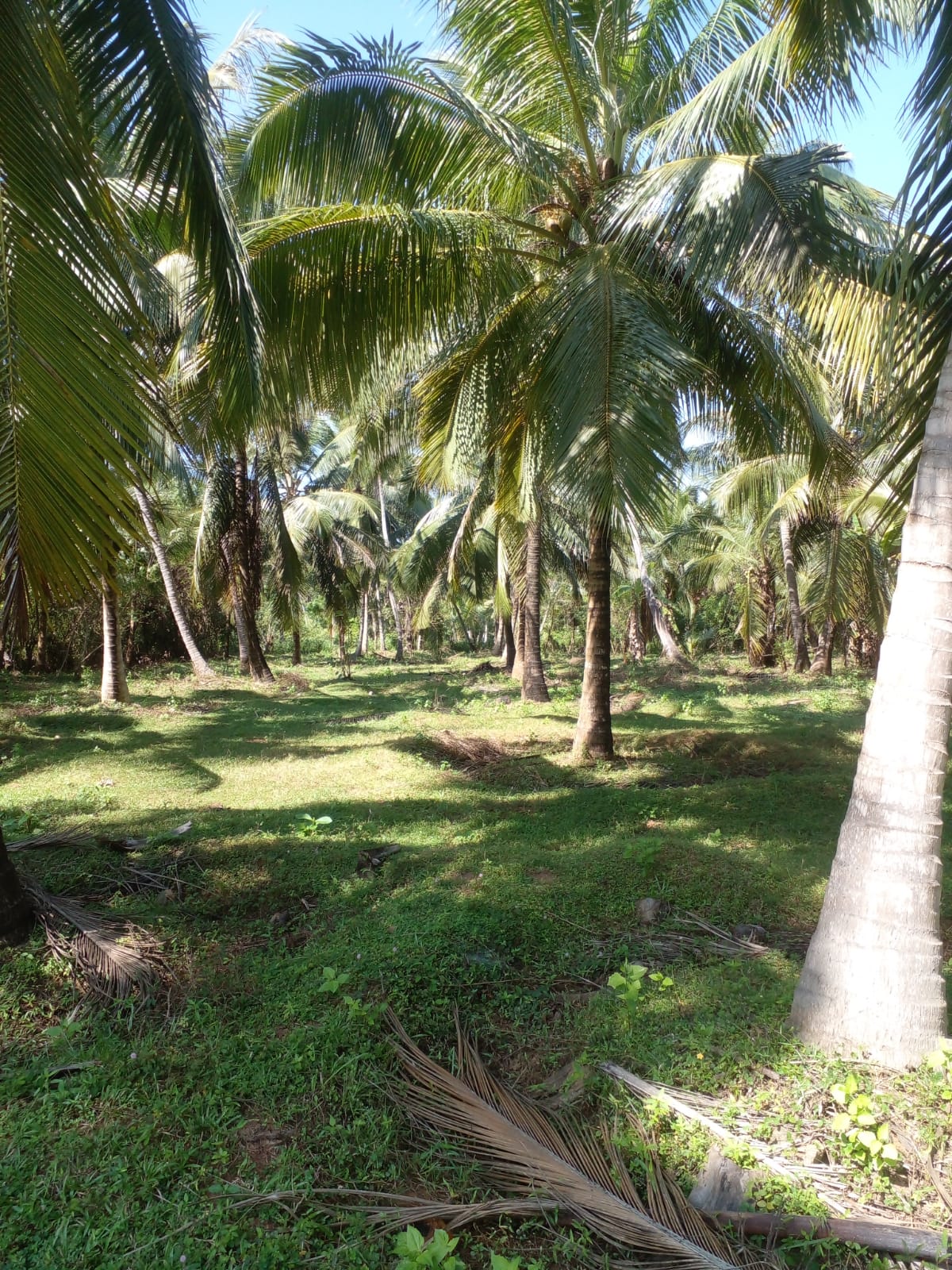 ඉතා ලාභ මිලට පොල් වත්තක හිමිකරුවකු වීමට ඔබ තවමත් ප්‍රමාද නැහැ.